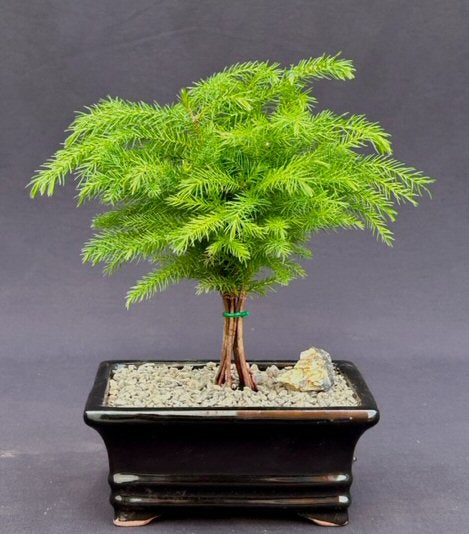 Norfolk Island Pine Bonsai Tree - Medium