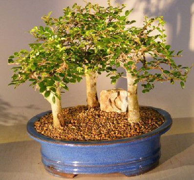 Chinese Elm Bonsai Tree - Aged Three (3) Tree Forest Group (ulmus parvifolia) - Isis & Osiris