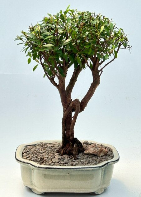 Flowering Chinese Myrtle Bonsai Tree